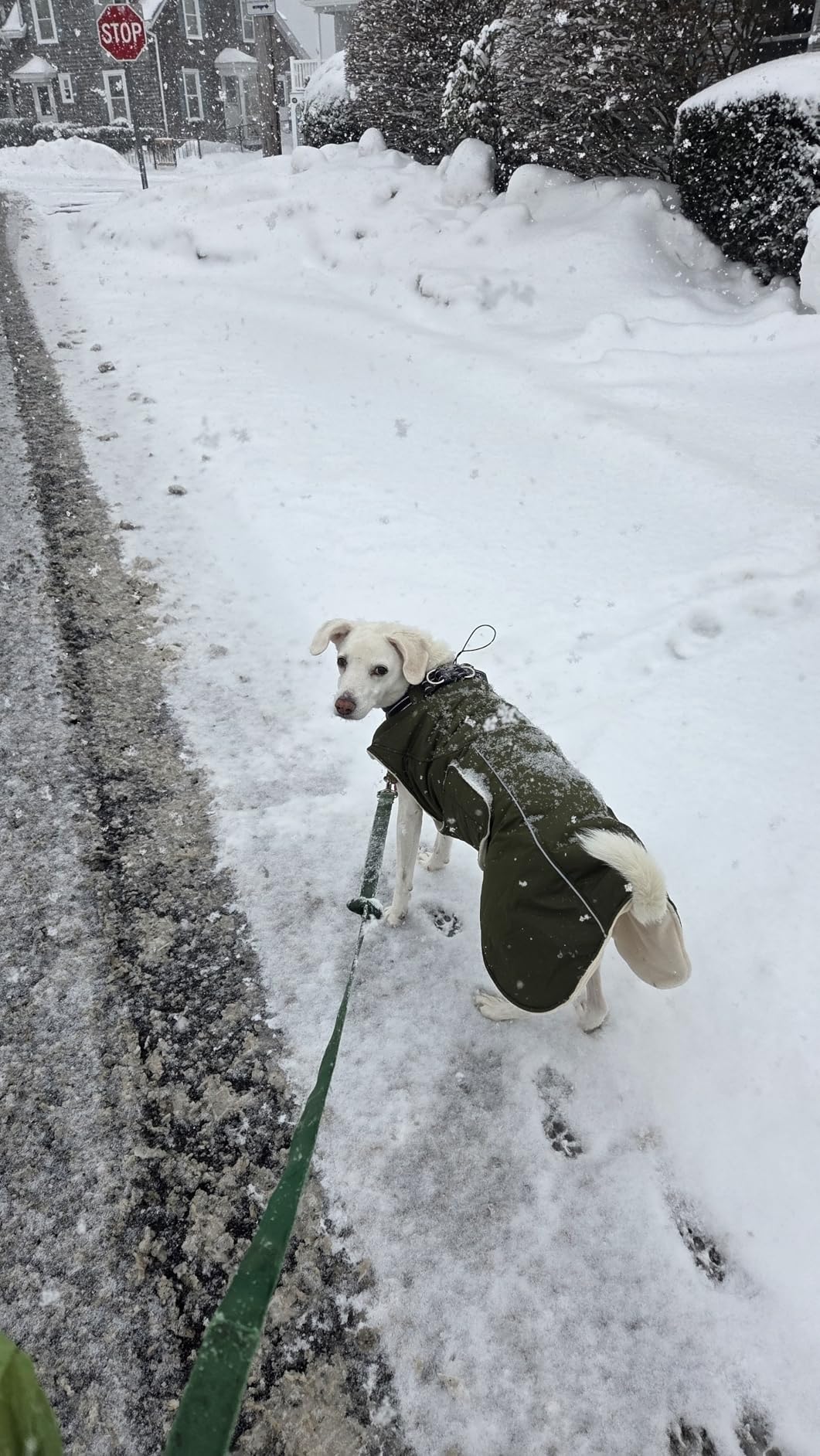 Dog Jackets for Large Dogs, Waterproof Winter Coat with Harness Built-in, Reflective Adjustable Hook&Loop Snowsuit, Warm Cold Weather Coats for Big Dogs Great Dane Doberman customer photo 2