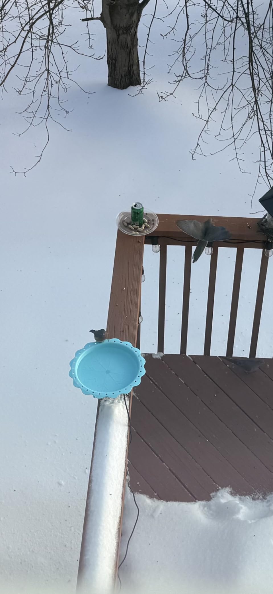 Heated Bird Baths for Outdoors, 100W for Deck Railing with Thermostat Control, Blue customer photo 1
