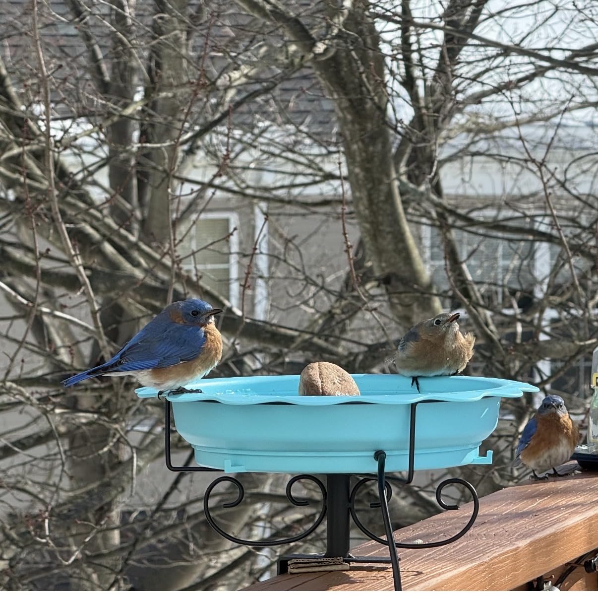 Heated Bird Baths for Outdoors, 100W for Deck Railing with Thermostat Control, Blue customer photo 2