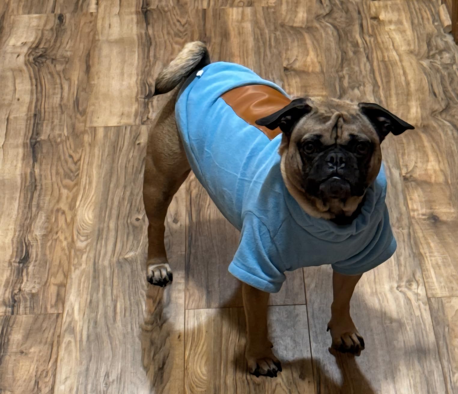 MYI Winter Heated Dog Electric Warm Coat Clothes for Small Medium Large Dogs Outside/Inside Cold Weather Jacket pet Vest Gray-L(NOT Included Batteries) customer photo 2