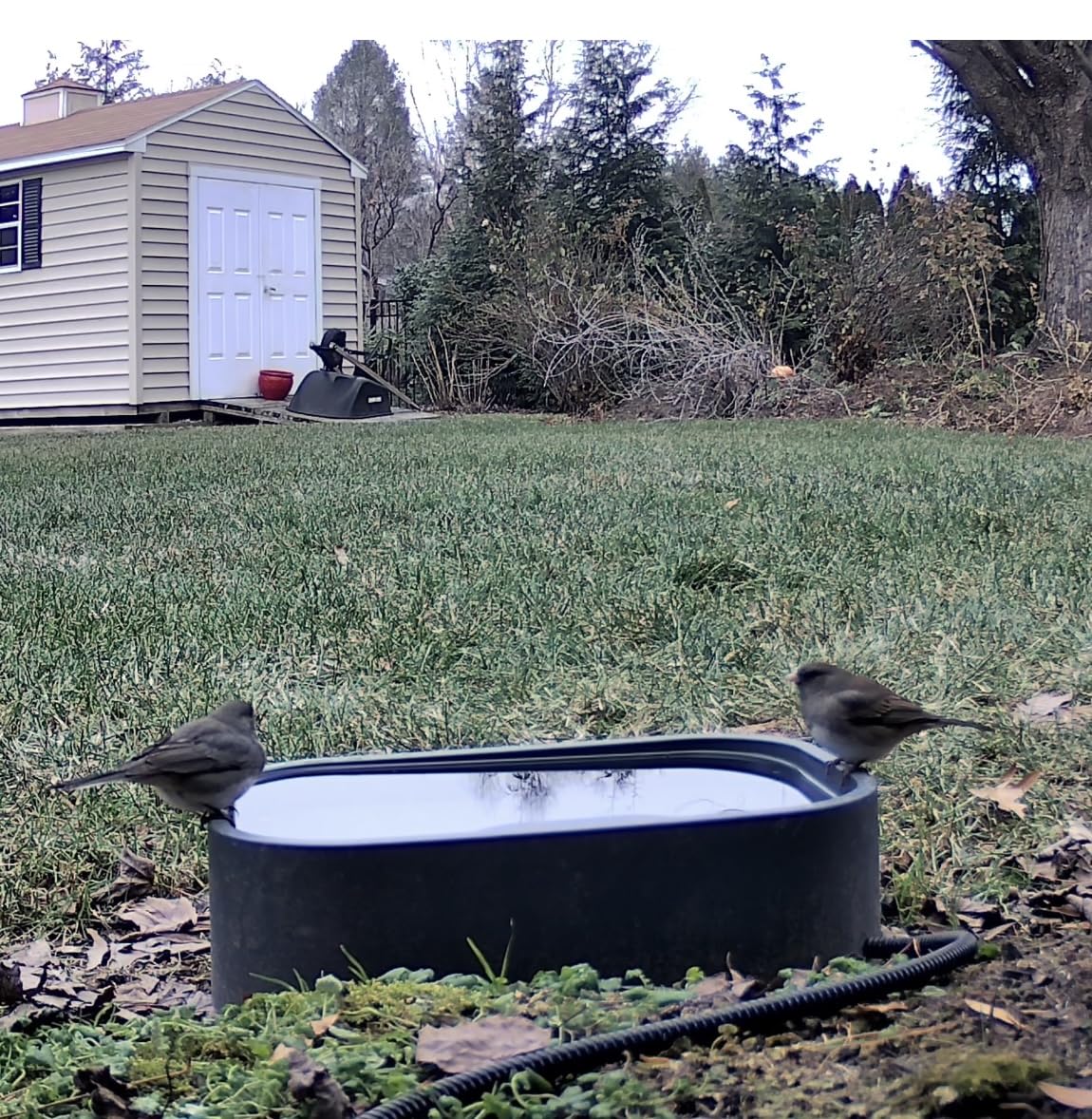 1.45 Gallon Extra-Large Heated Water Bowl for Dog&Cat, Outdoor Heated Dog Bowl with Anti-Chew Cord, Waterproof Heated Pet Bowl Provides Drinkable Water in Winter for Chickens, Squirrels, Rabbits, Grey customer photo 2