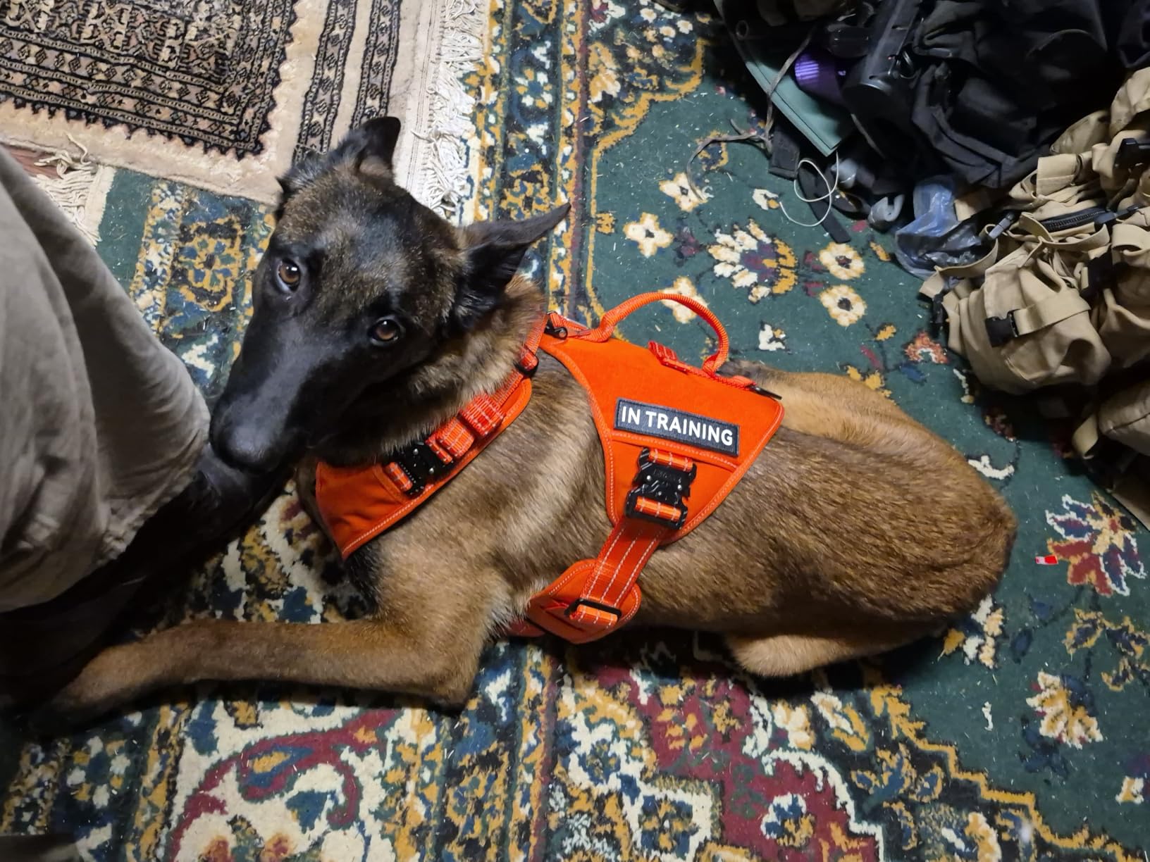 ICEFANG GN8 Tactical Dog Harness for Large Sized Dogs,Full Metal Buckles,Reflective in Training Walking K9 Dog Vest,No-Pull Front Leash Clip,Adjustable Pet Harness (Pink, L (Pack of 1)) customer photo 1