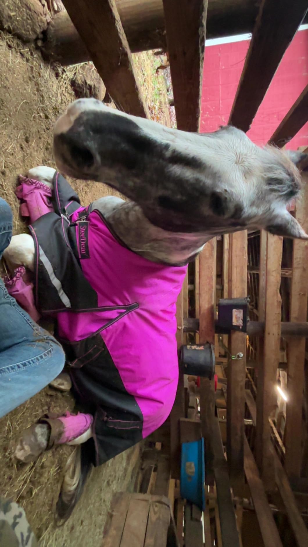 1200D Horse Blanket Turnout Sheet Waterproof and Breathable Lightweight/Medium Fill,Horse Turnout Rug for Real Horses, with Reflective Strips Design customer photo 1
