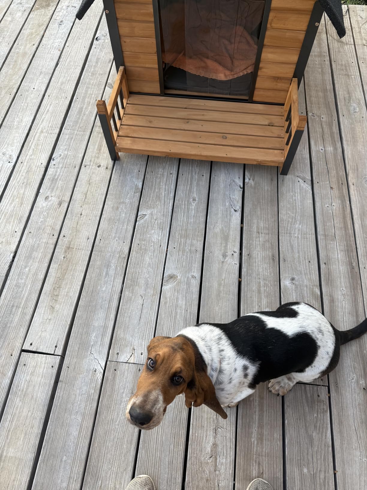 GUTINNEEN Extra Large Heated Outdoor Dog House Weatherproof Dog Kennel with Anti-Chewing Iron Frame, Wooden Insulated Dog Shelter with Porch, Heating Pad and Insulated Liner for Winter customer photo 1