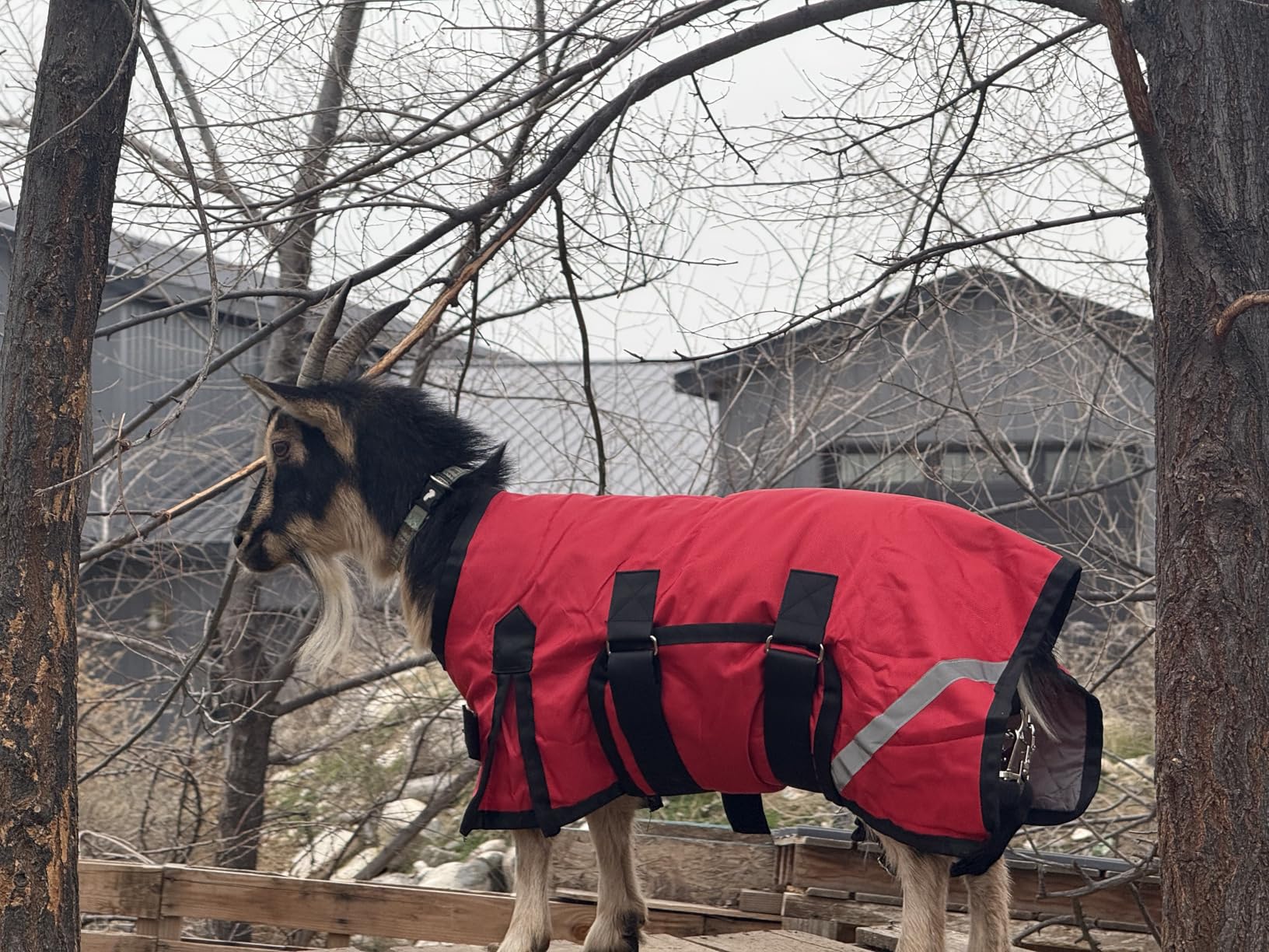 Goat Coat, Winter Livestock Blanket for Goats, Sheep, Calves, Dogs, Mini Pigs & Donkeys with Reflective Strip, Adjustable Farm Animal Coat, 1200D Waterproof 150g 28.68
