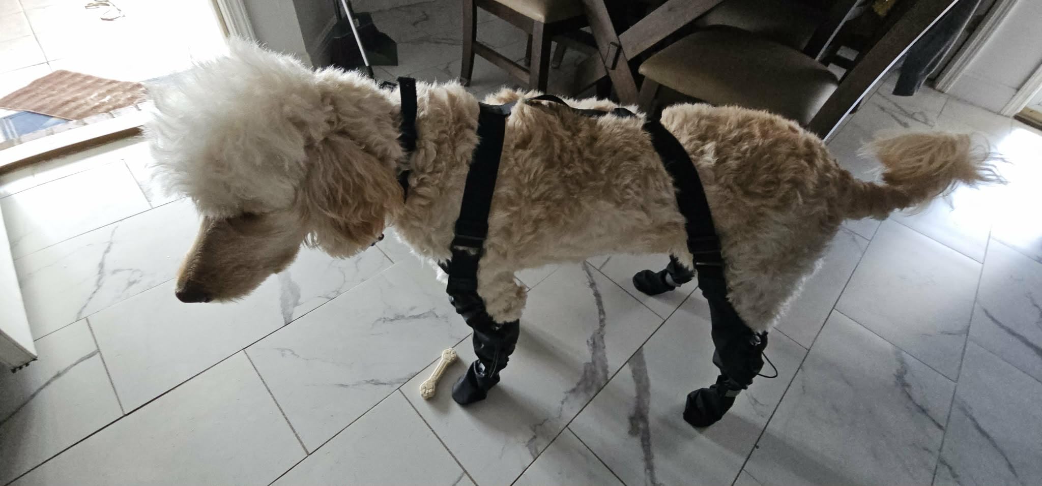 Waterproof Dog Suspender Boots, Reflective Anti-Slip Dog Shoes with Adjustable Straps for Small Medium Large Dogs, Stay-On Dogs Paw Protector Leggings for Outdoor Walking, Rain & Snow Hiking customer photo 2