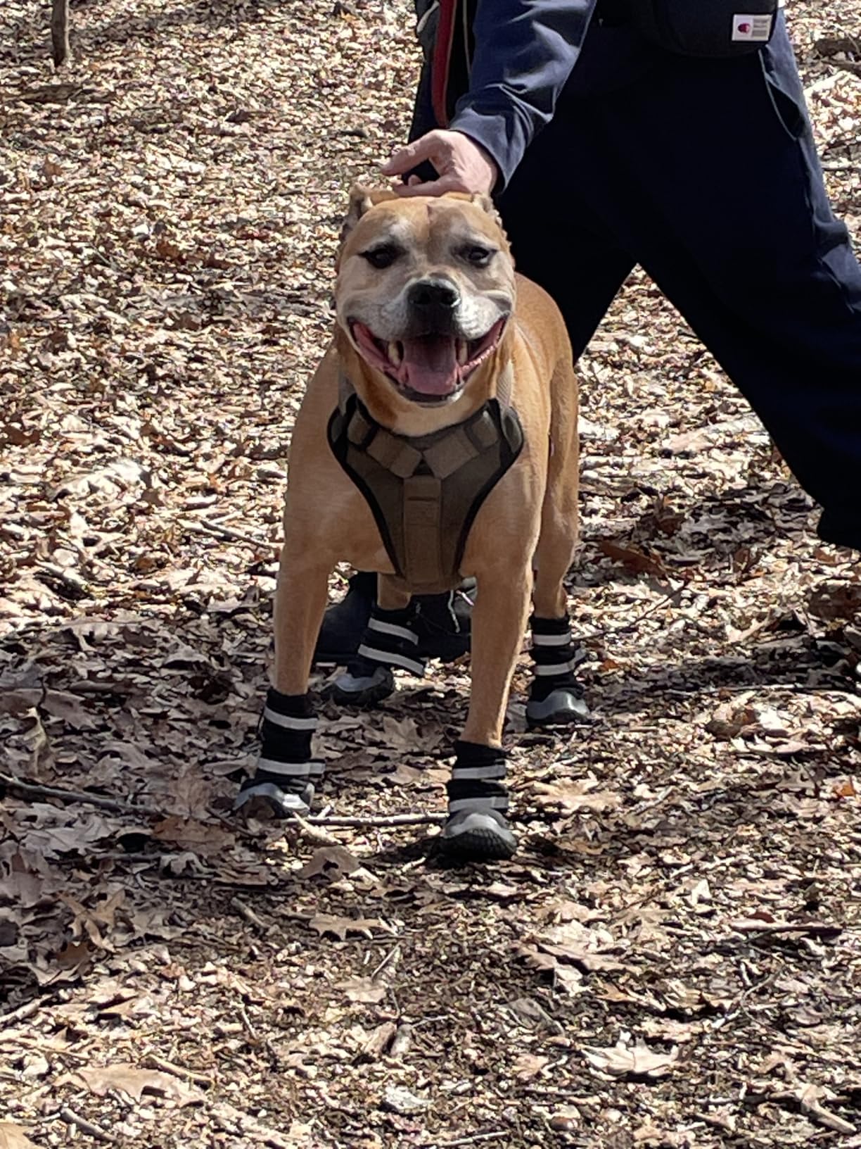 Dimicoo Dog Shoes, Waterproof Dog Boots for Winter, Anti-Slip Dog Snow Booties for Large Small Medium Dogs, Reflective Paw Protectors for Outdoor Walking Hiking customer photo 1