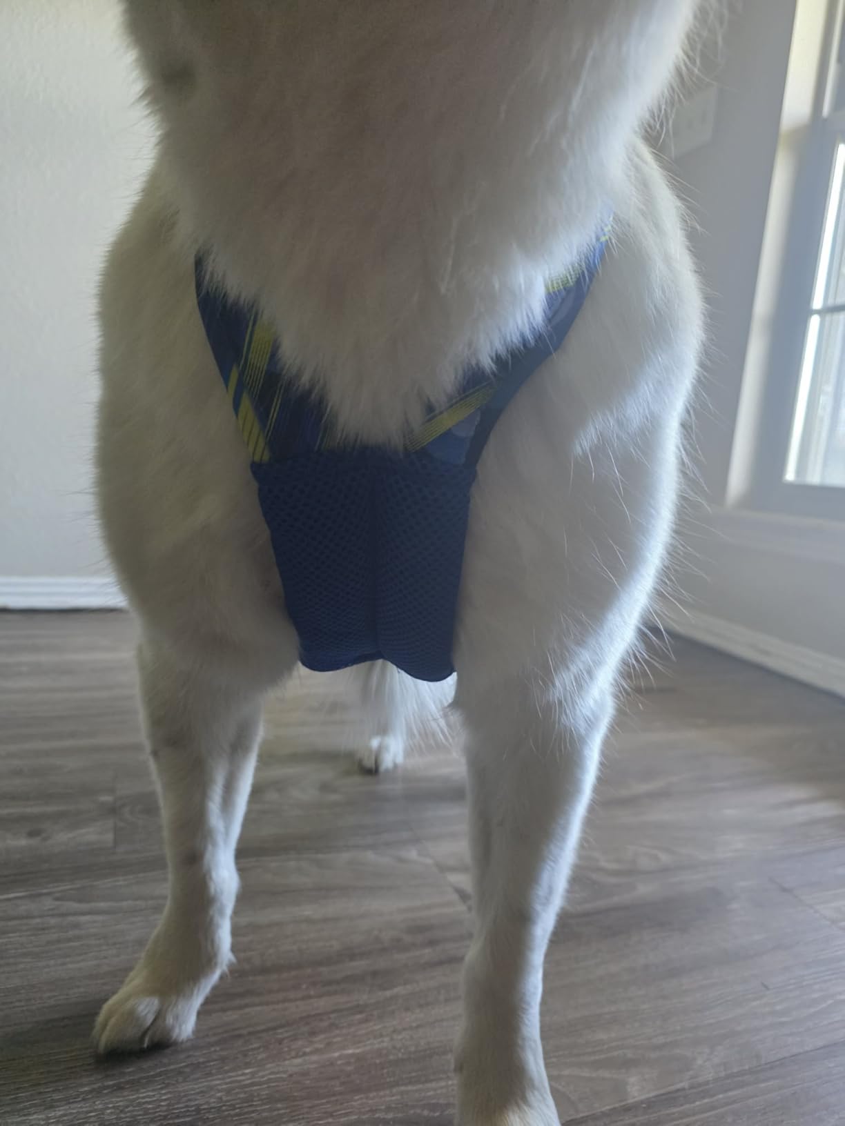 Dog Harness - Canicross Husky Harness for Running, Pulling & Dog Sled (Blue, L) customer photo 1