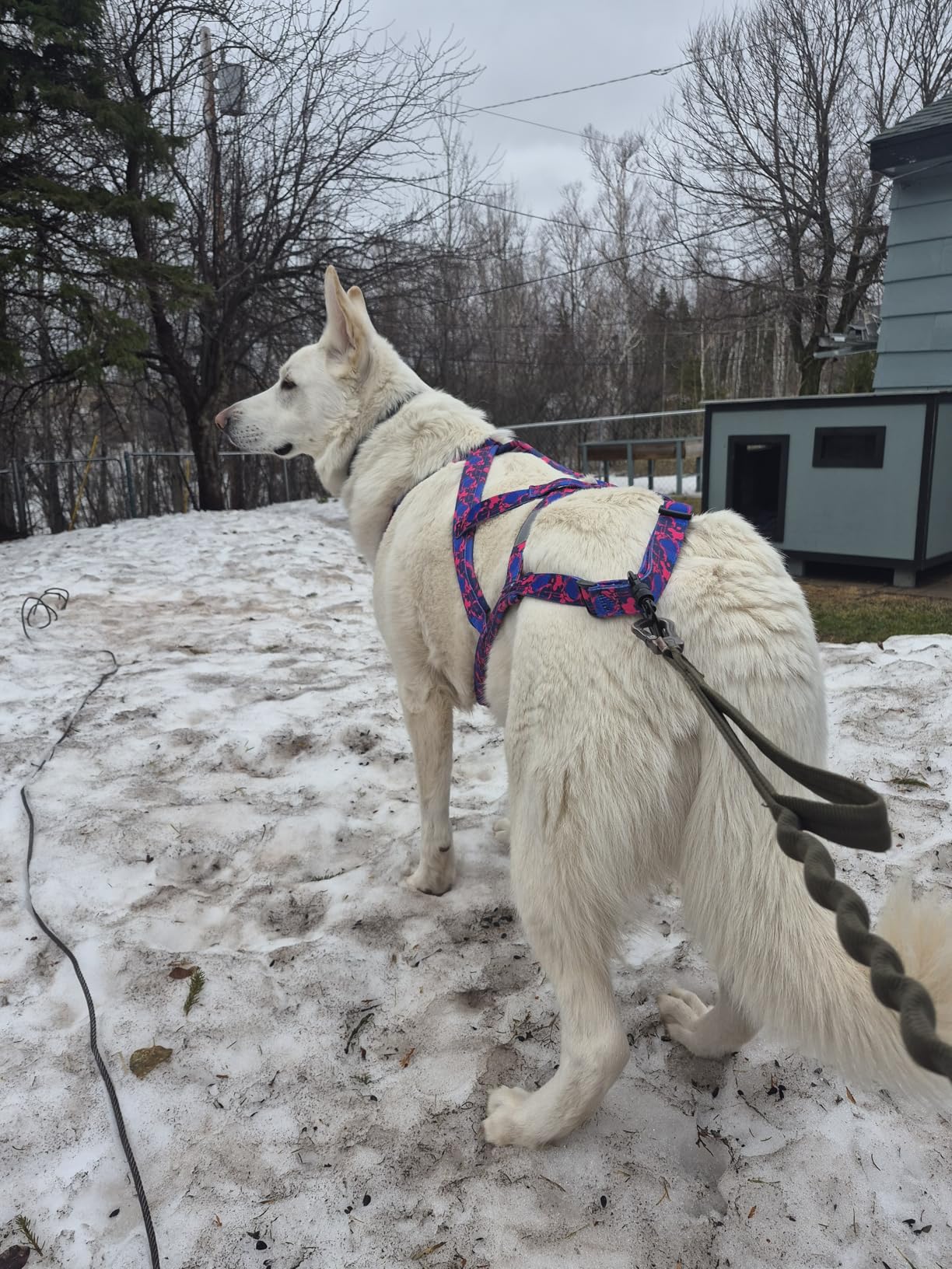 Dog Harness - Canicross Husky Harness for Running, Pulling & Dog Sled (Blue, L) customer photo 2