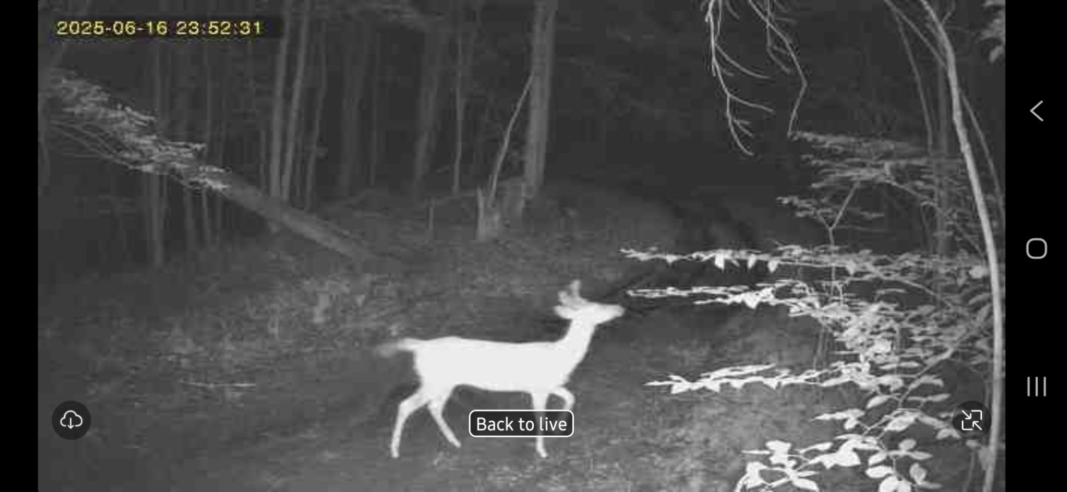Loatos Trail Camera, Cellular Trail Camera with Built-in SIM Card 4G Unlimited Data Plan 2k HD Live Streaming Game Cameras with Night Vision Motion Activated Waterproof IP66 4W Solar Panel Trail Cam customer photo 1