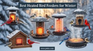 Best Heated Bird Feeders for Winter