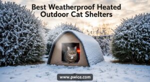 Best Weatherproof Heated Outdoor Cat Shelters