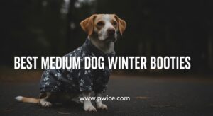Best Medium Dog Winter Booties