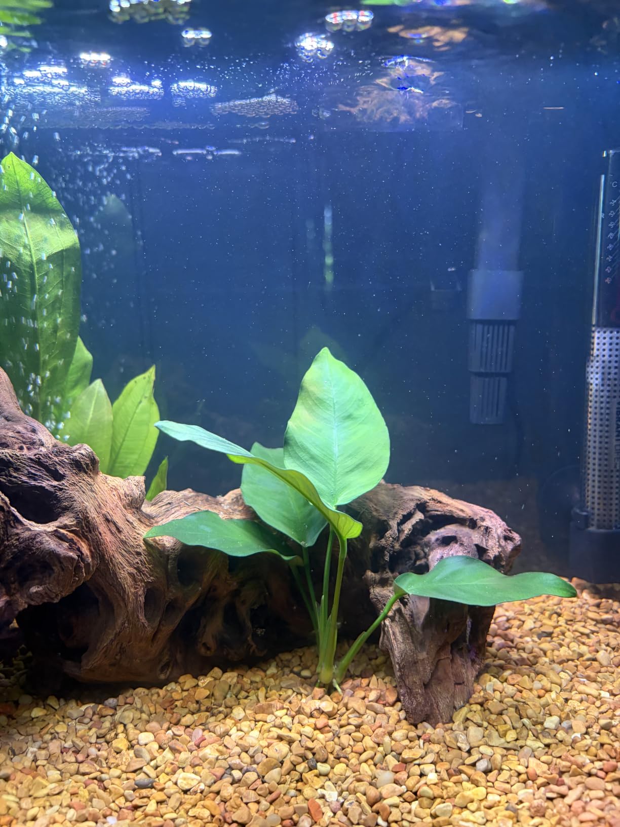 Marineland Penguin Bio-Wheel Power Filter 200 GPH, Multi-Stage Aquarium Filtration customer photo 1