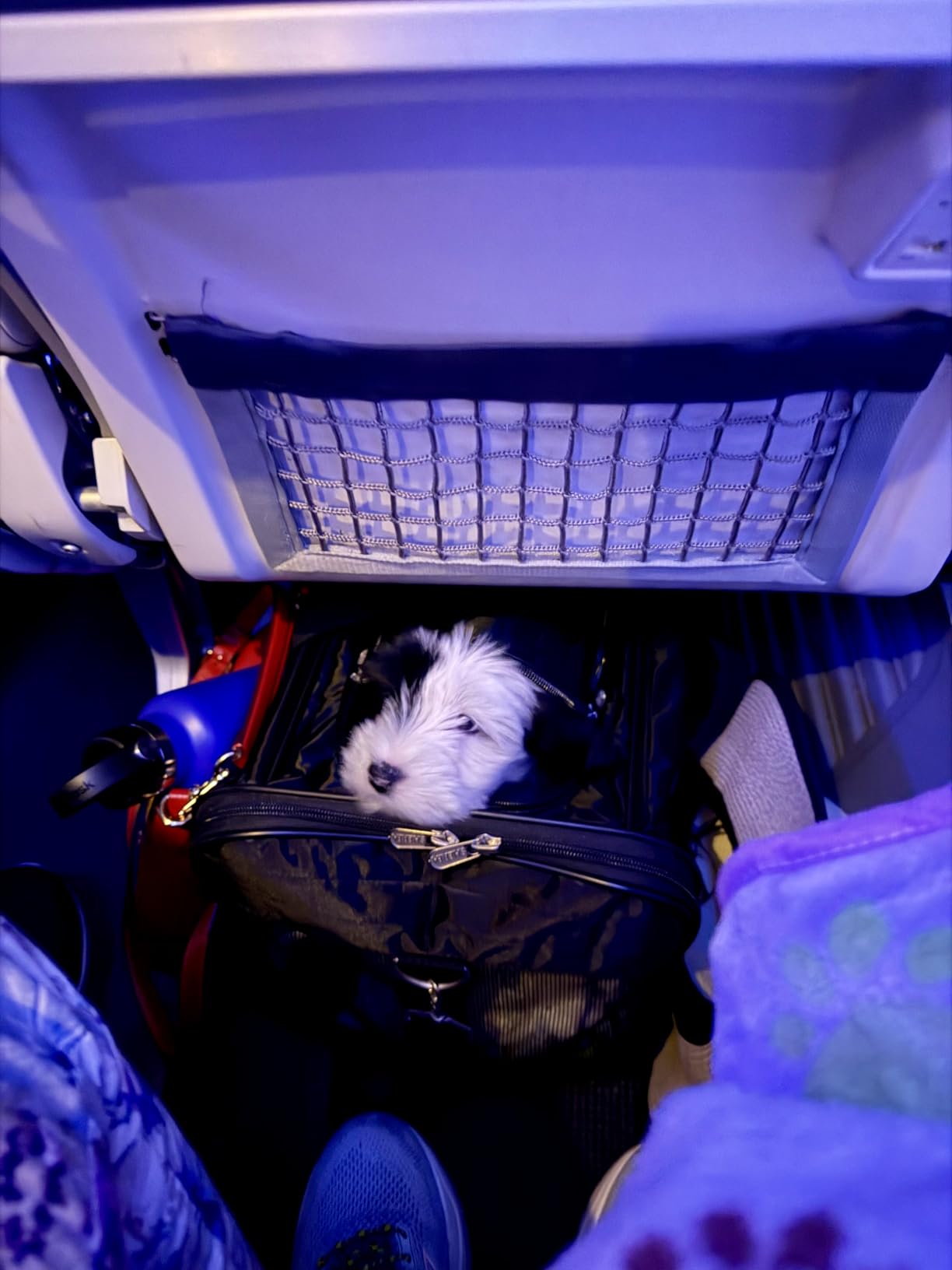 Sherpa Original Deluxe Travel Pet Carrier, Airline Approved & Guaranteed On Board - Black, Medium customer photo 2