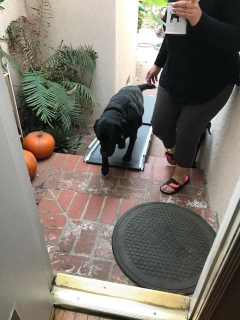PetSafe Happy Ride Telescoping Dog Ramp, Portable Pet Ramp for Cars, Trucks & SUVs with Adjustable Sizing customer photo 1