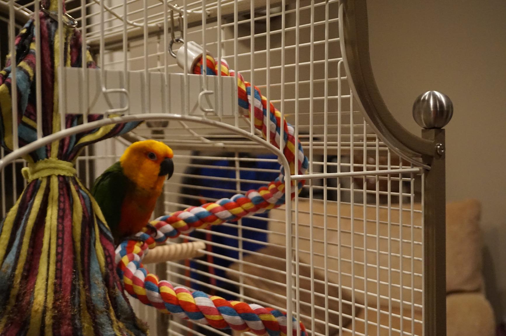 Prevue Pet Products Pagoda Cockatiel Cage with Seed Guards - Cocoa & Cream | Tall Powder-Coated Steel Bird Cage with Rolling Stand and Perches, Ideal for Cockatiels and Medium Sized Birds customer photo 1