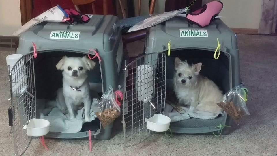 Petmate Sky Kennel - For Air and Travel, Airline Compliant Dog Crate for Pets up 15-30 lbs, Heavy Duty Dog Kennel, Made in the USA- 28 Inches customer photo 1