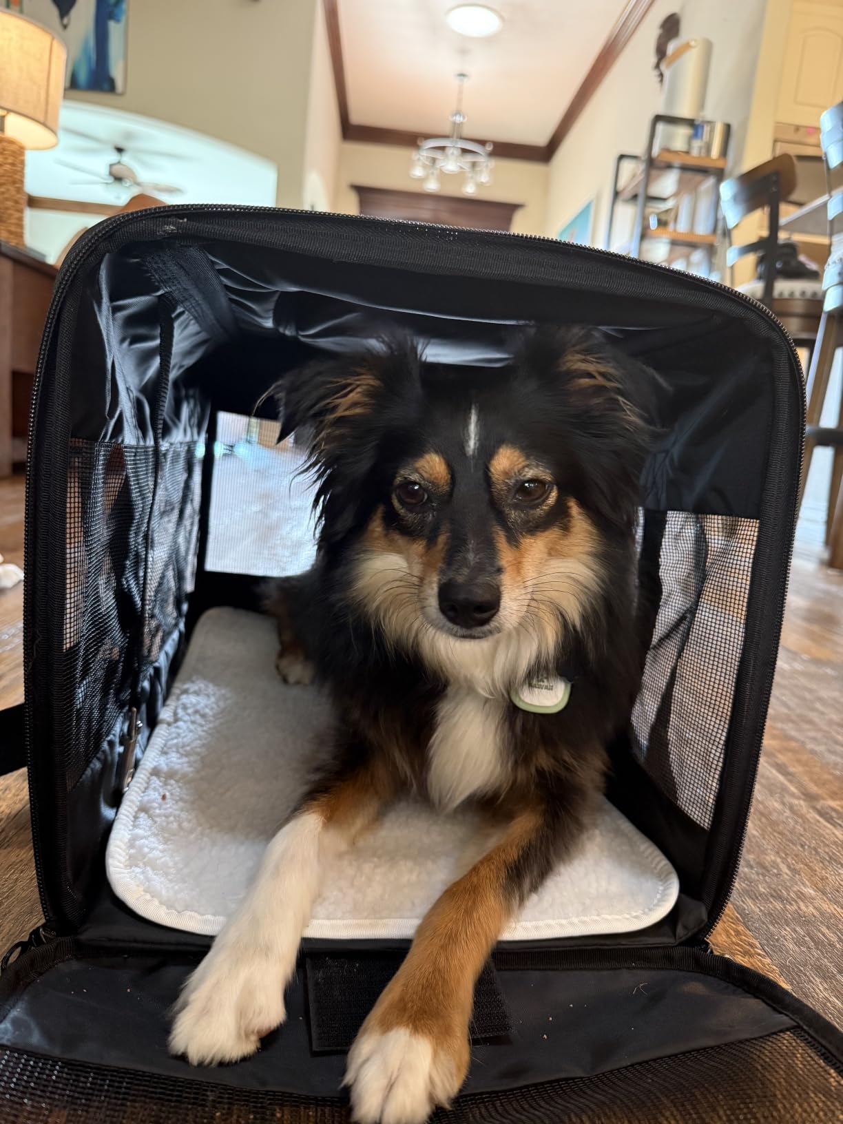 Amazon Basics Airline Approved Soft-Sided Mesh Pet Travel Carrier with Shoulder Strap, Removable Washable Fleece Pad, Top Opening, Ventilation for Dog, Cat, up to 22 pounds, 19.7Lx12Wx12H in., Black customer photo 1