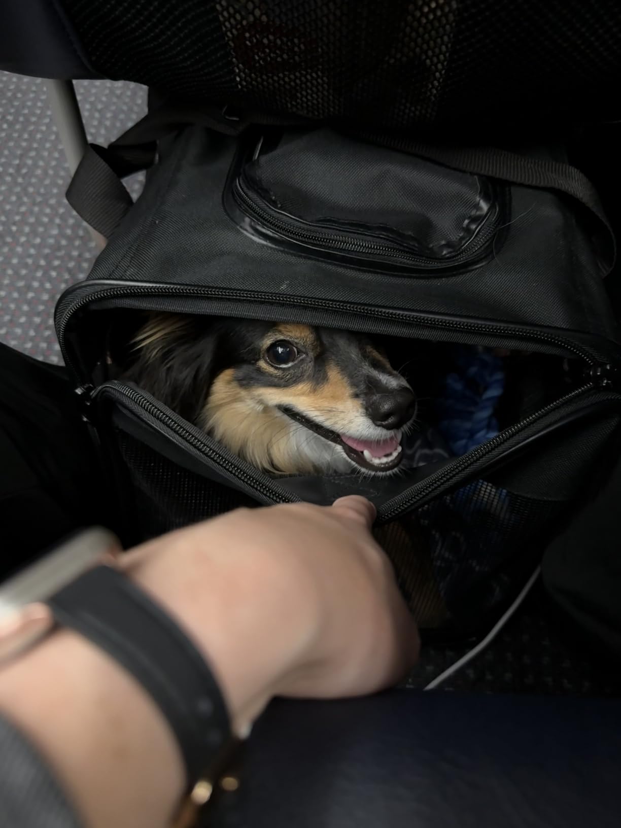 Amazon Basics Airline Approved Soft-Sided Mesh Pet Travel Carrier with Shoulder Strap, Removable Washable Fleece Pad, Top Opening, Ventilation for Dog, Cat, up to 22 pounds, 19.7Lx12Wx12H in., Black customer photo 2