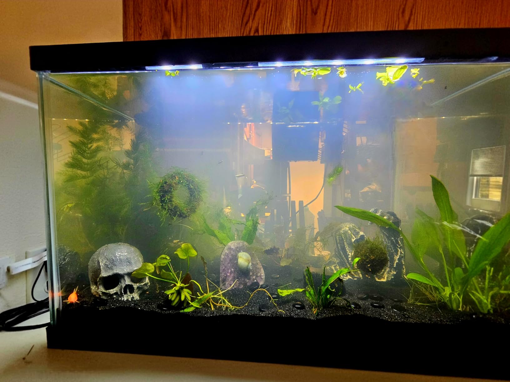 Tetra 20 Gallon Complete Tropical Fish Tank Kit customer photo 2