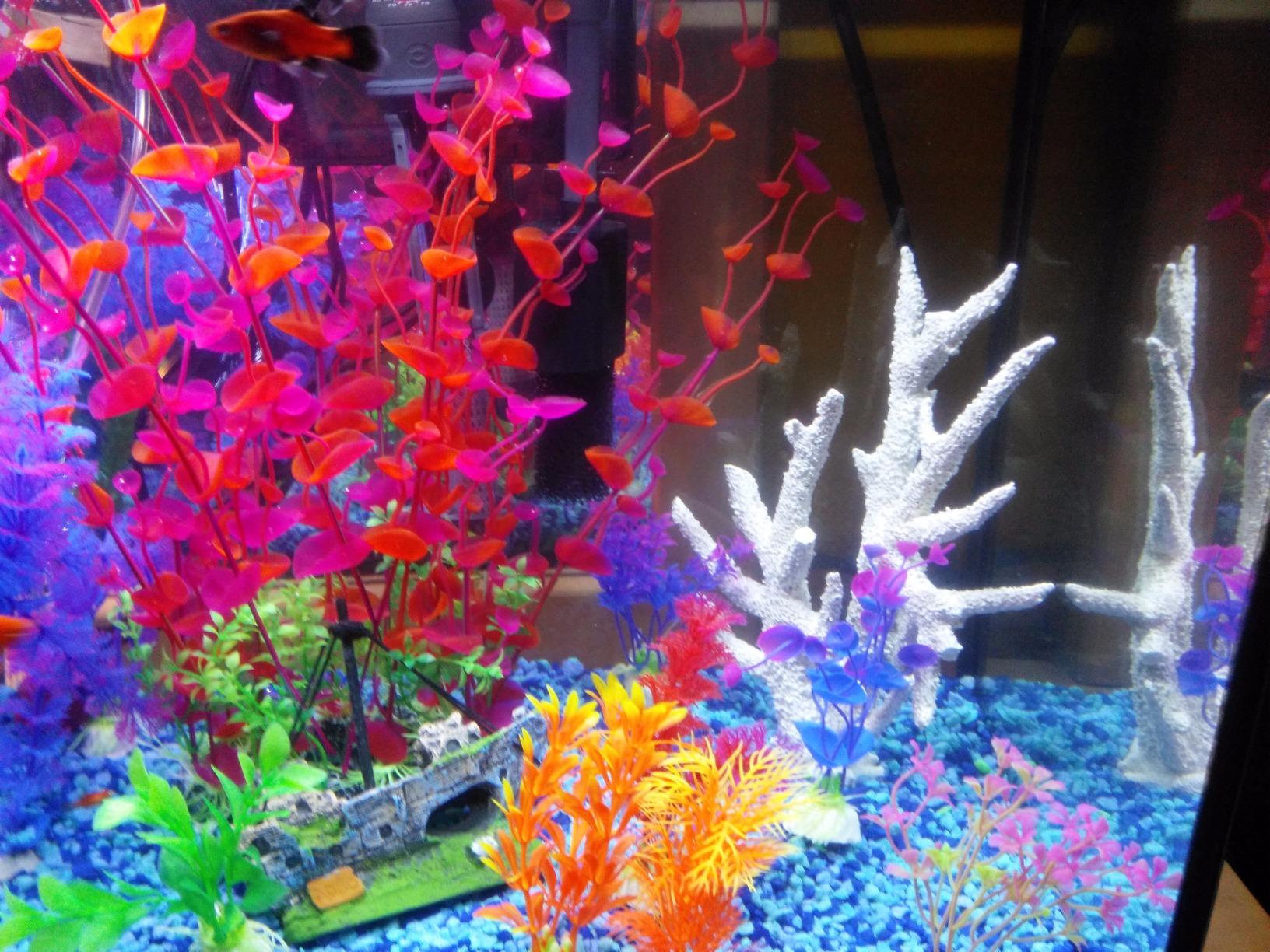 Marina 5 Gallon (19 L) LED Aquarium Kit | Ideal for Beginner Aquarists and New Fish-Keepers customer photo 2