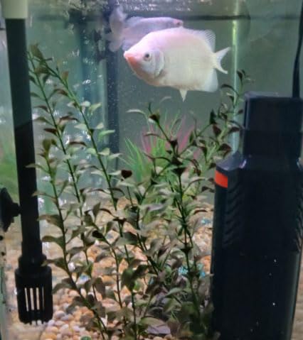 Marineland Magnum Polishing Internal Canister Filter, For Aquariums Up To 97 Gallons customer photo 1