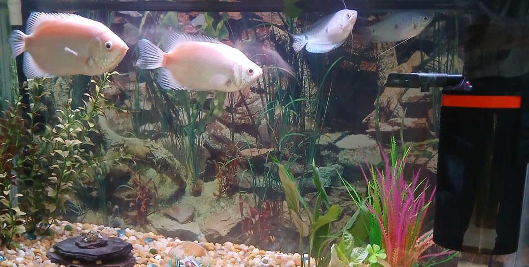 Marineland Magnum Polishing Internal Canister Filter, For Aquariums Up To 97 Gallons customer photo 2
