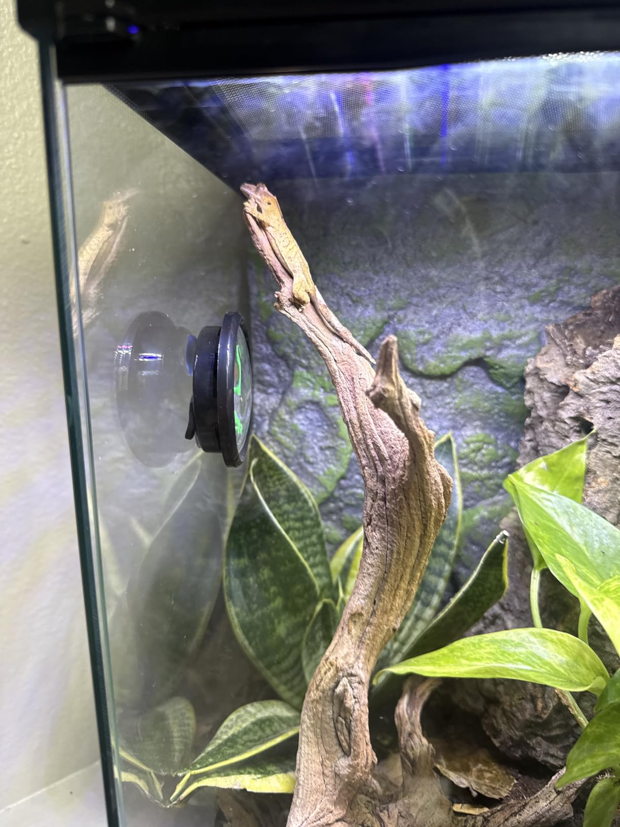 Zilla 11 Gallon Glass Tropical Vertical Habitat Starter Kit for Small Tree Dwelling Reptiles & Amphibians customer photo 2