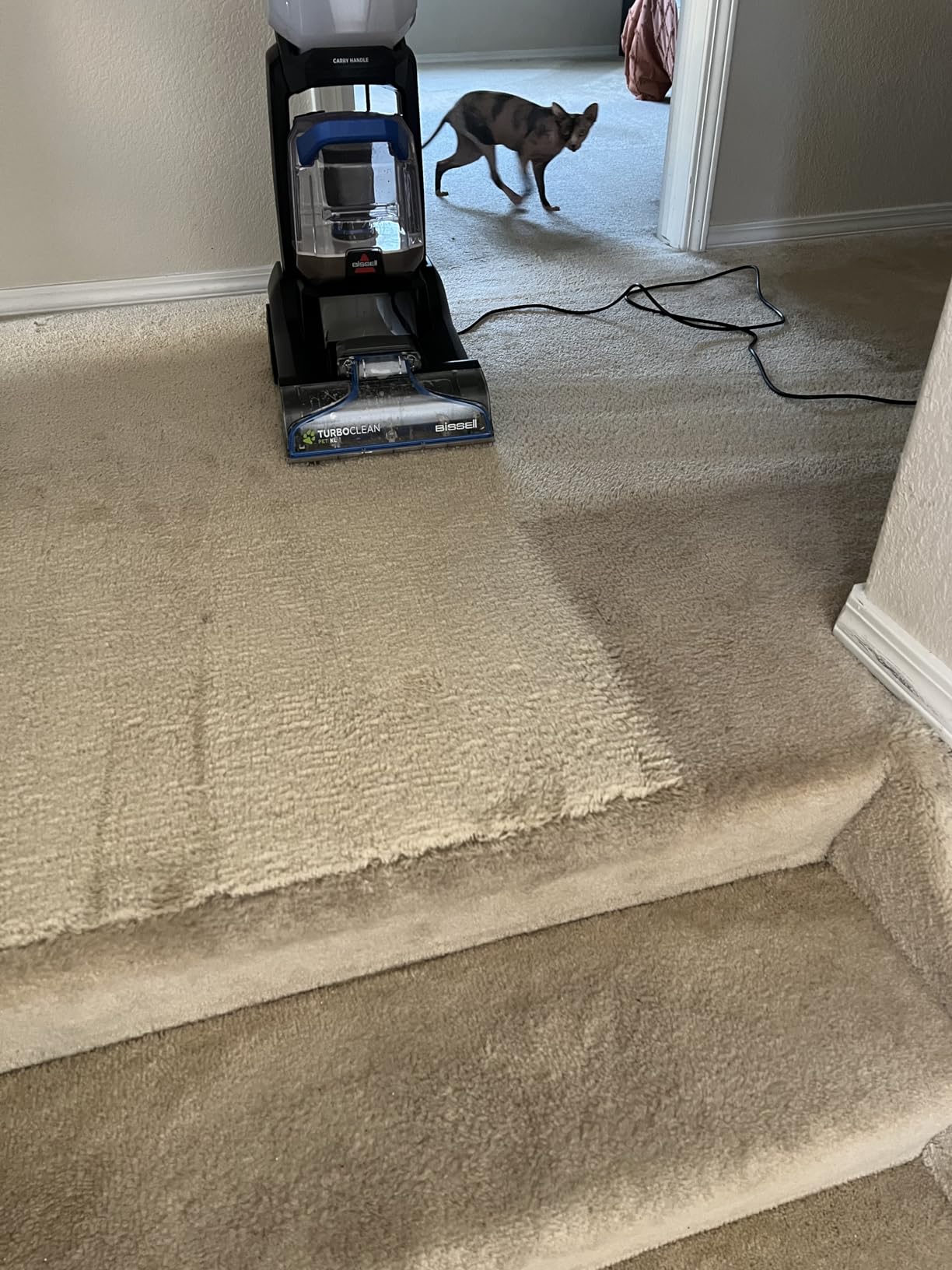 Bissell PET PRO OXY Urine Eliminator with Febreze Carpet Deep Clean Solution, with StainProtect Technology, for use in leading upright carpet cleaners, 48oz, Our best formula for pet messes & odors customer photo 2