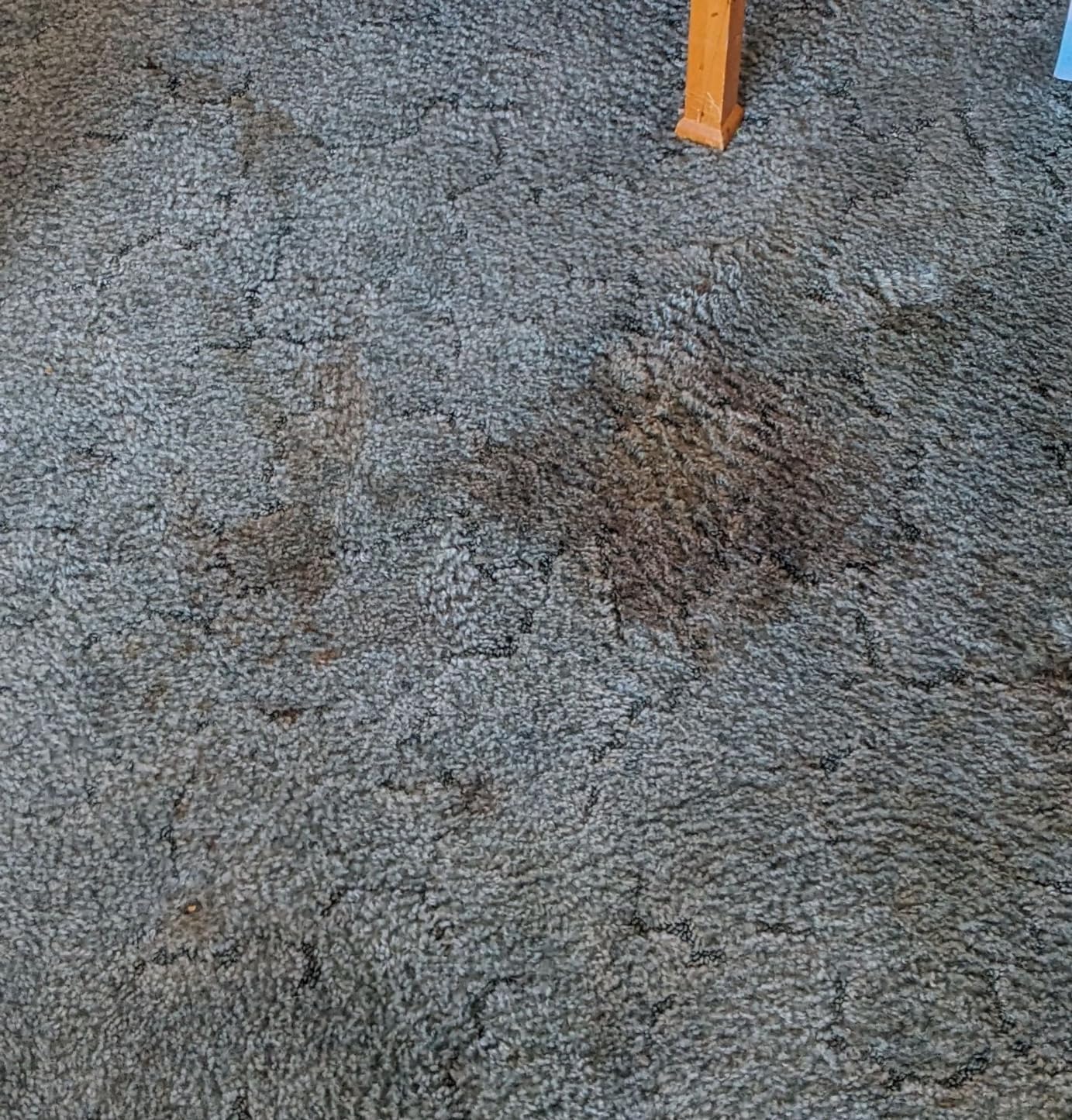 Bissell SpotClean Pet Pro Portable Carpet Cleaner, 2458 customer photo 2