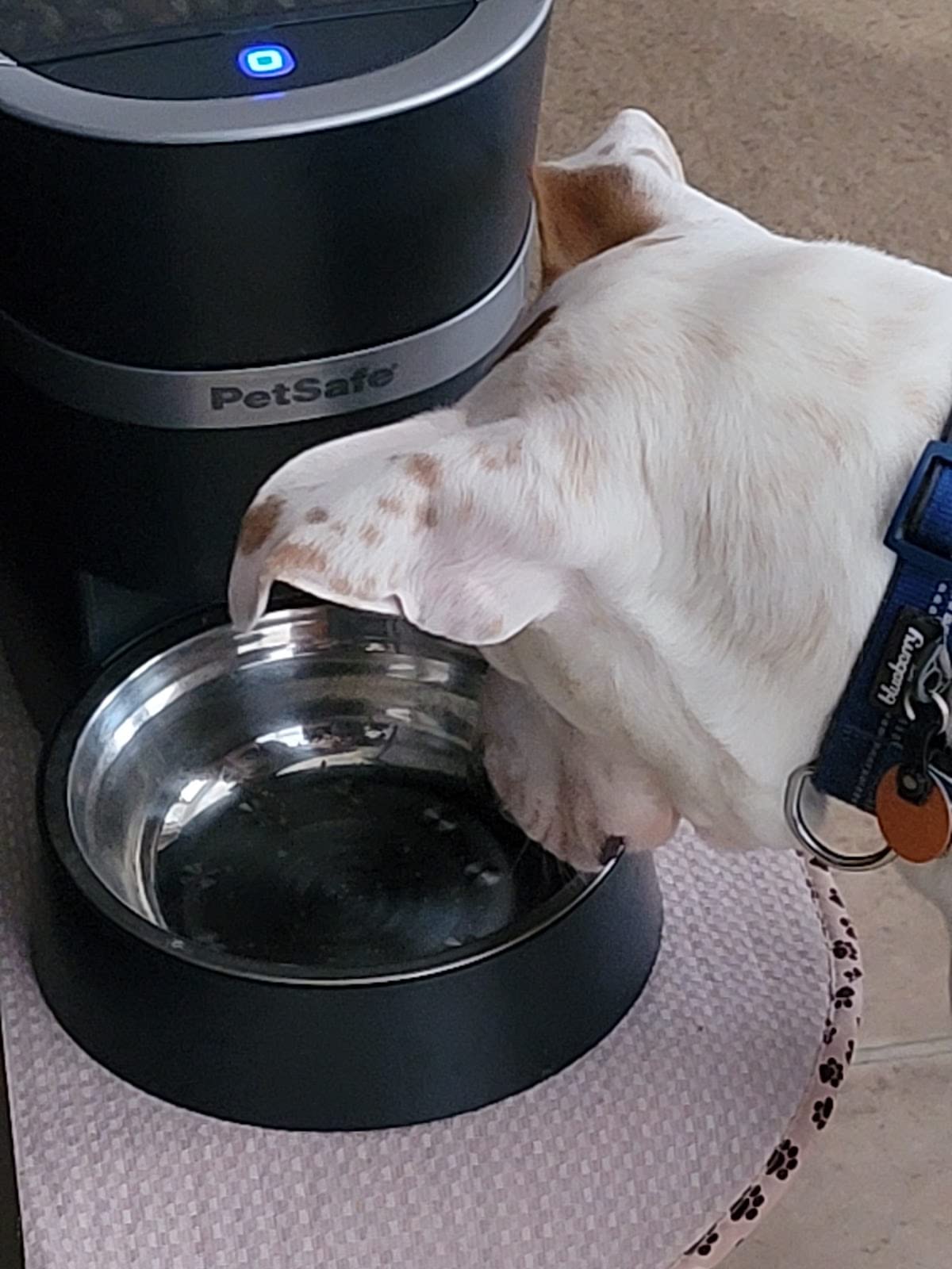 PetSafe Smart Feed, Electronic Pet Feeder for Cats & Dogs, 6L/24 Cup Capacity, Programmable Mealtimes, Alexa, Apple & Android Compatible, Backup Batteries Ensure Meal Delivery During Power Outage customer photo 1