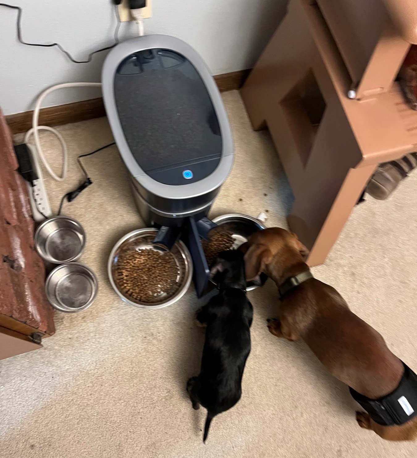 PetSafe Smart Feed, Electronic Pet Feeder for Cats & Dogs, 6L/24 Cup Capacity, Programmable Mealtimes, Alexa, Apple & Android Compatible, Backup Batteries Ensure Meal Delivery During Power Outage customer photo 2