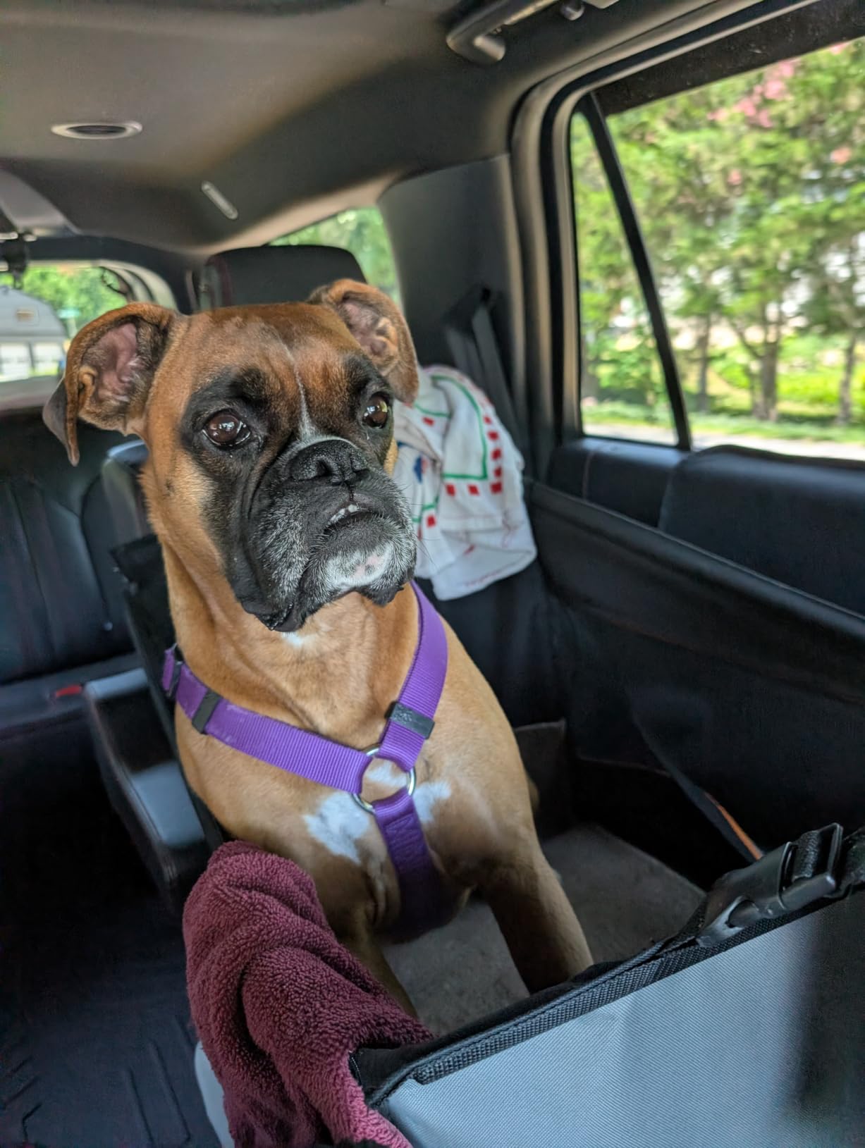 K&H Dog Car Seat, Buckle N' Go Dog Car Seats for Dogs, Large, 21x19x19in | for Medium to Large Sized Pets, Waterproof Fabric, Breathable Mesh Sides, Adjustable Seat Belt Leash, Washable, Gray customer photo 2