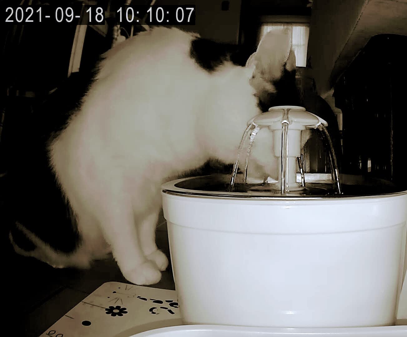 Wonder Creature Cat Water Fountain Stainless Steel Lid 81oz/2.4L-3 Filters | Pet Fountain with 3 Carbon Filters, 1 Mat, Quiet pump, LED Water Level Window, BPA-Free Stainless Steel Lid customer photo 2