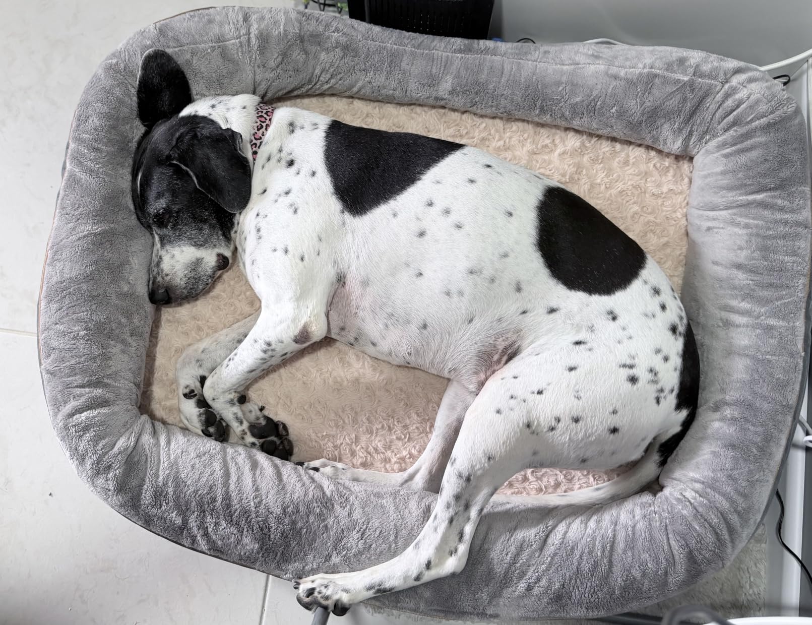 JOYELF XLarge Memory Foam Dog Bed, Orthopedic Dog Bed & Sofa with Removable Washable Cover and Squeaker Toy as Gift customer photo 2