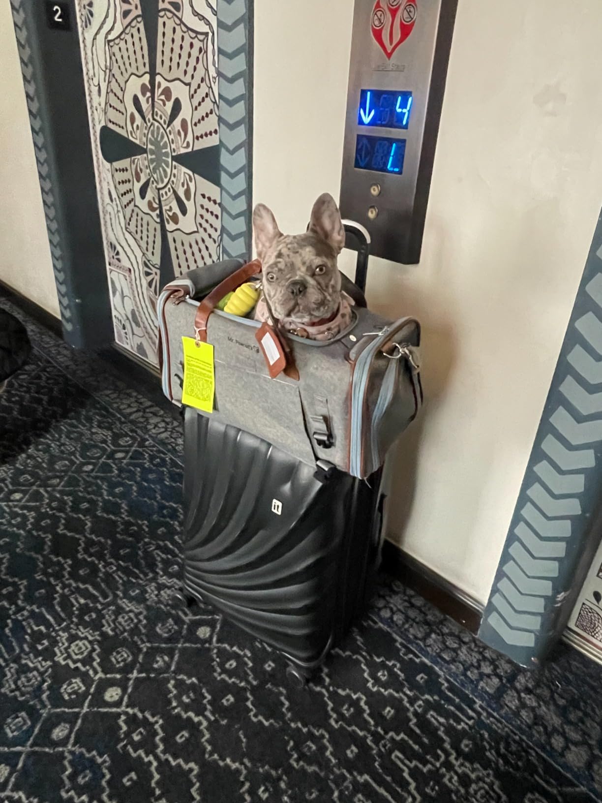 Mr. Peanut's Gold Series Big Apple XL Expandable Pet Carrier V3.0 (Charcoal Ash) customer photo 1