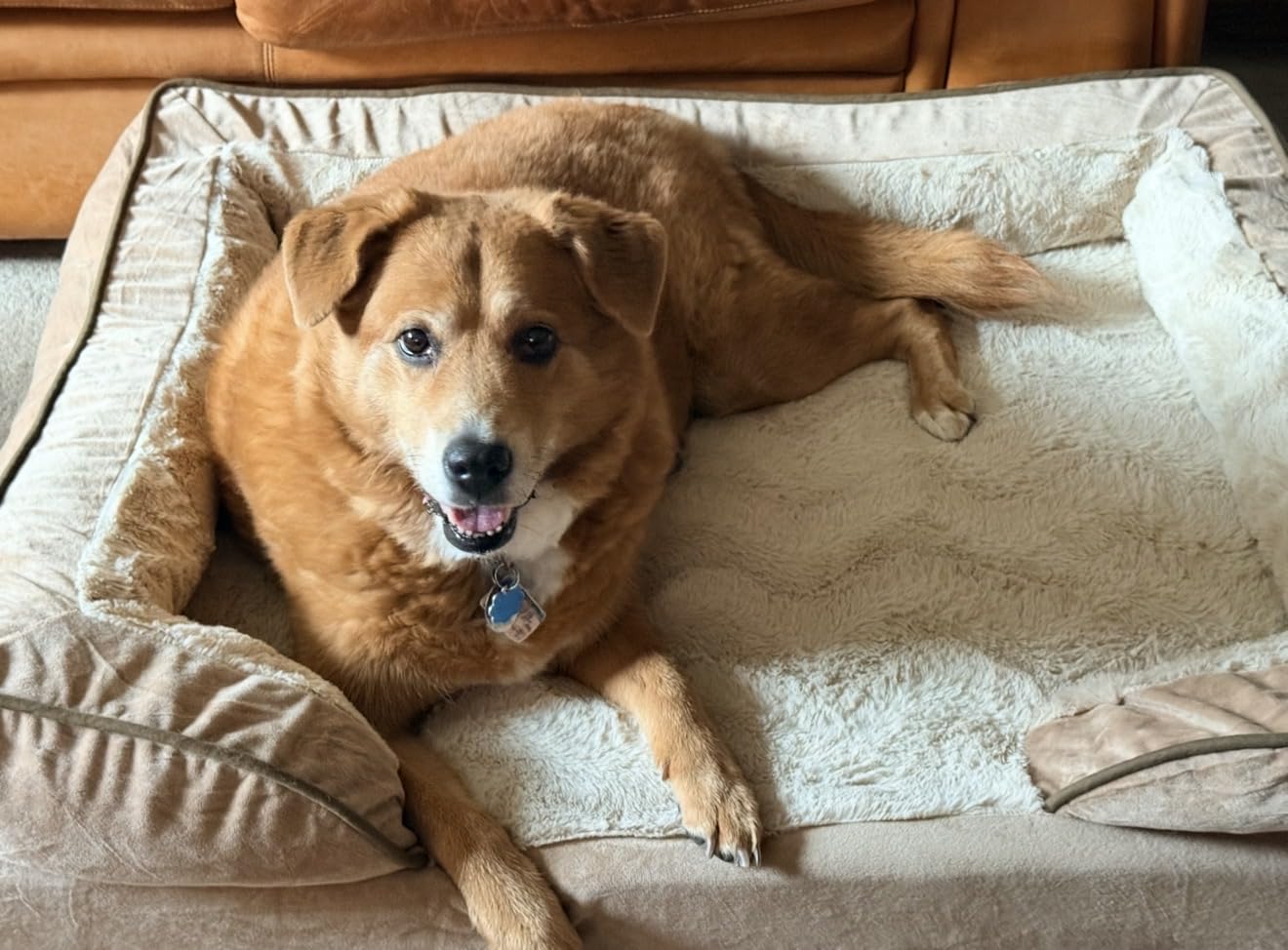 FurHaven Cooling Gel Dog Bed for Large Dogs, Perfect Comfort Sofa Bed with Cool Gel-Top Foam with a Solid Orthopedic Foam Base for Joint Support, Washable Cover, Jumbo XL, Granite Gray customer photo 1