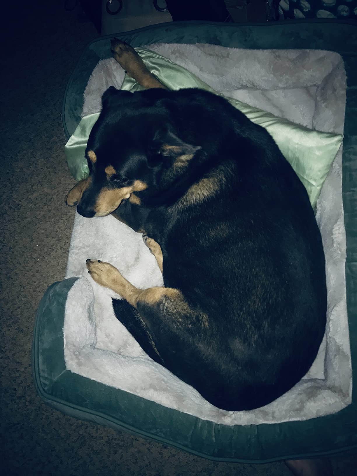 FurHaven Cooling Gel Dog Bed for Large Dogs, Perfect Comfort Sofa Bed with Cool Gel-Top Foam with a Solid Orthopedic Foam Base for Joint Support, Washable Cover, Jumbo XL, Granite Gray customer photo 2