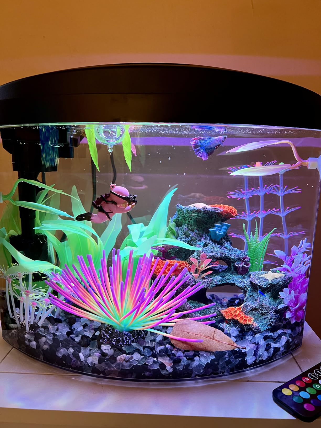 Aqueon MiniBow Small Aquarium Starter Kit, All-in-One Desktop Fish Tank for Betta, Shrimp or Small Fish, Includes SmartClean Filter Technology, LED Light and Conditioner, Black, 5 Gallon customer photo 1