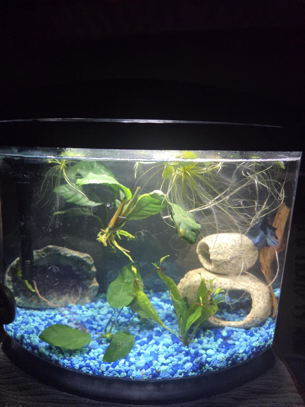 Aqueon MiniBow Small Aquarium Starter Kit, All-in-One Desktop Fish Tank for Betta, Shrimp or Small Fish, Includes SmartClean Filter Technology, LED Light and Conditioner, Black, 5 Gallon customer photo 2