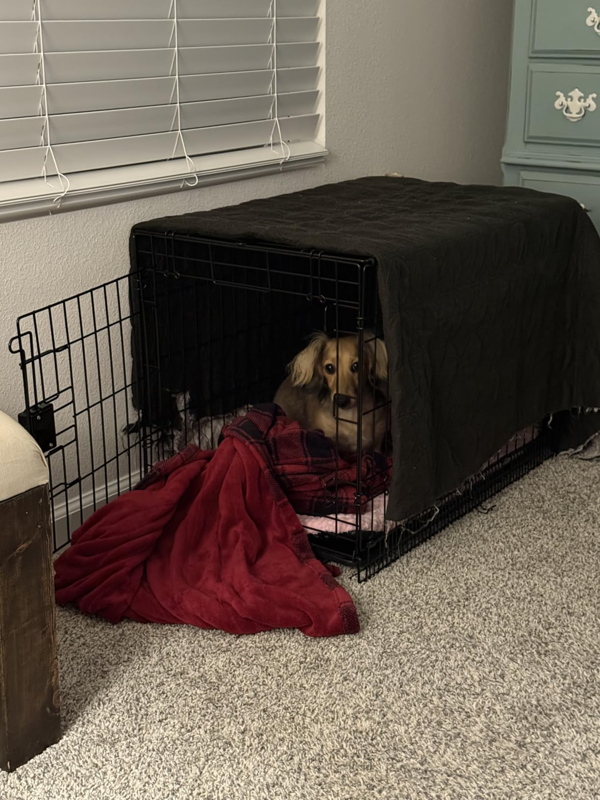 Amazon Basics Portable, Foldable Metal Wire Dog Crate with Removable Tray, Divider Panel, Easy to Assemble, for Large Dogs, 48 x 30 x 32.5 in, Black customer photo 1