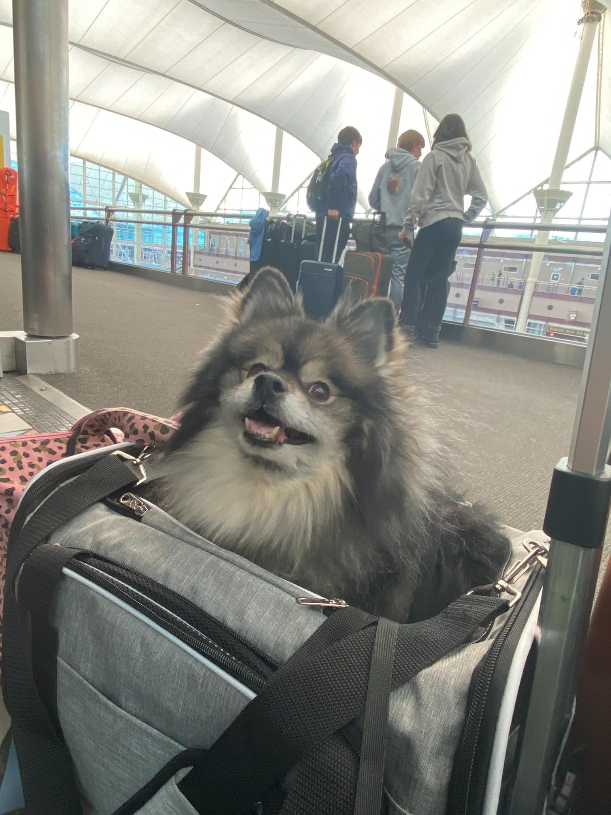 Airline Approved Expandable Premium Pet Carrier on Wheels- Two Sided Rolling Carrier- Designed for Dogs & Cats- Extra Spacious Soft Lined Carrier! (Black) customer photo 2