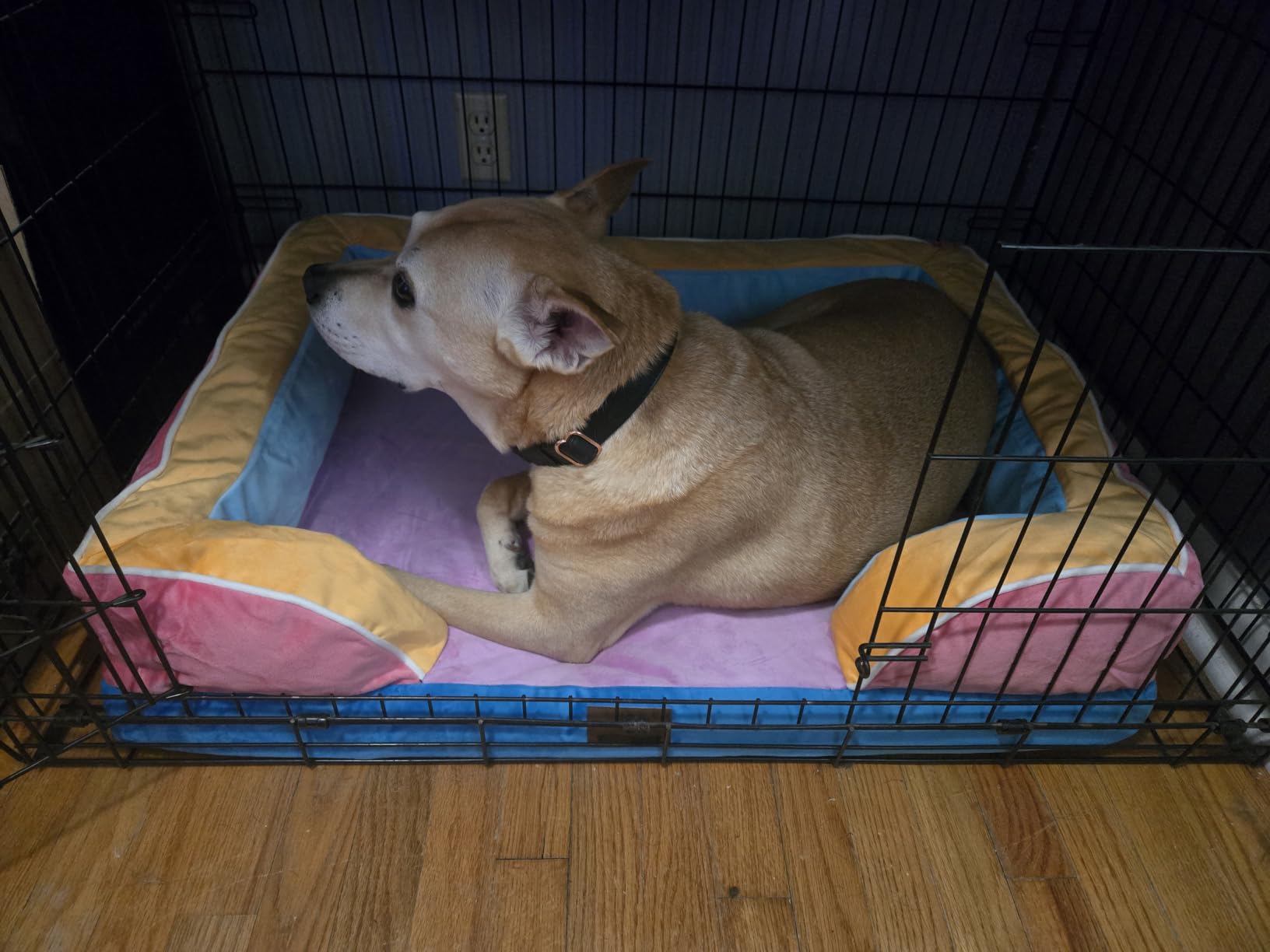 Comfort Expression Orthopedic Dog Bed for Extra Large Dogs with Bolster | Waterproof Dog Couch Bed with Washable Cover & Non-Slip Bottom, Supportive Egg Crate Foam XL Pet Bed, 42x30 Inch customer photo 2