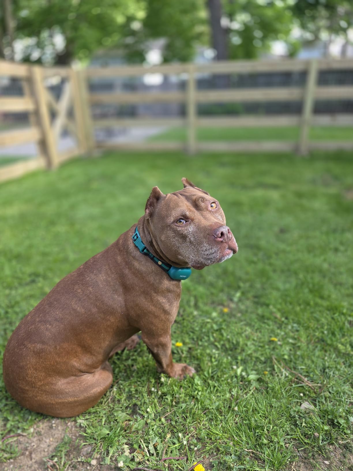 PATPET Shock Collar for Dogs - 4000FT Dog Training Collar with Remote, IPX7 Waterproof 4 Modes(Beep/Vibration/Shock/Safe) Dog Shock Collar, Rechargeable E-Collar for Small Medium Large Dogs(Dark Grey) customer photo 2