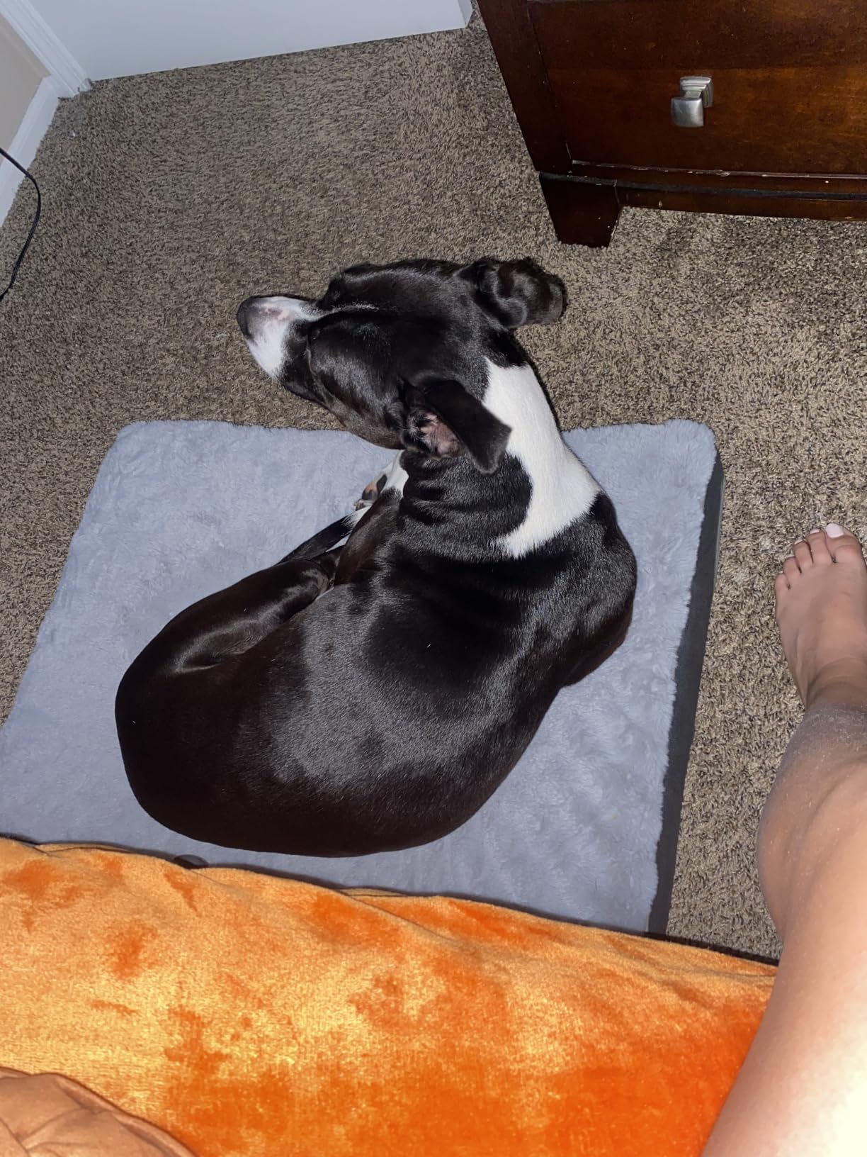 Sunheir Orthopedic Dog Bed for Large Dogs - Big Waterproof Dog Crate Bed with Removable Washable Cover, Egg Crate Foam Support, Anti-Slip Bottom, Deluxe Plush Pet Bed Mat (Grey) customer photo 1