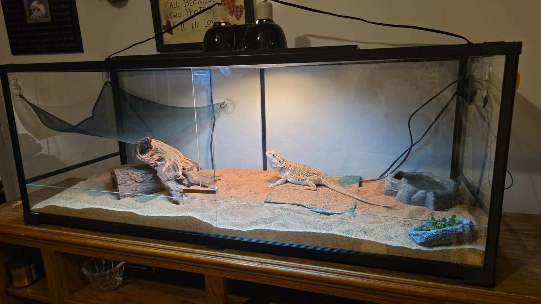 34 Gallon Reptile Tank, Glass Reptiles Terrarium 24