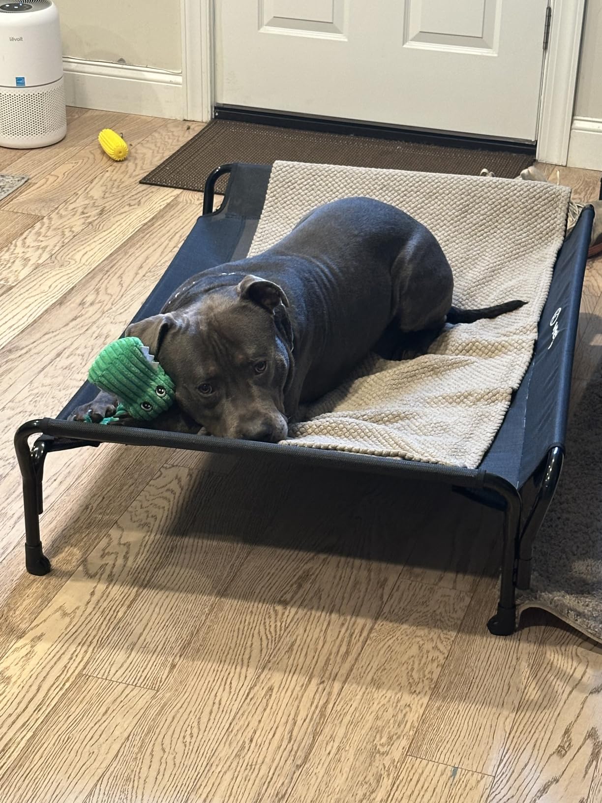 Veehoo Cooling Elevated Dog Bed, Raised Pet Cot with Guardrail & Slope Headrest, Durable & Breathable Teslin Mesh, Non-Slip Feet, Washable Dog Sofa Bed for Indoor & Outdoor, Large 47