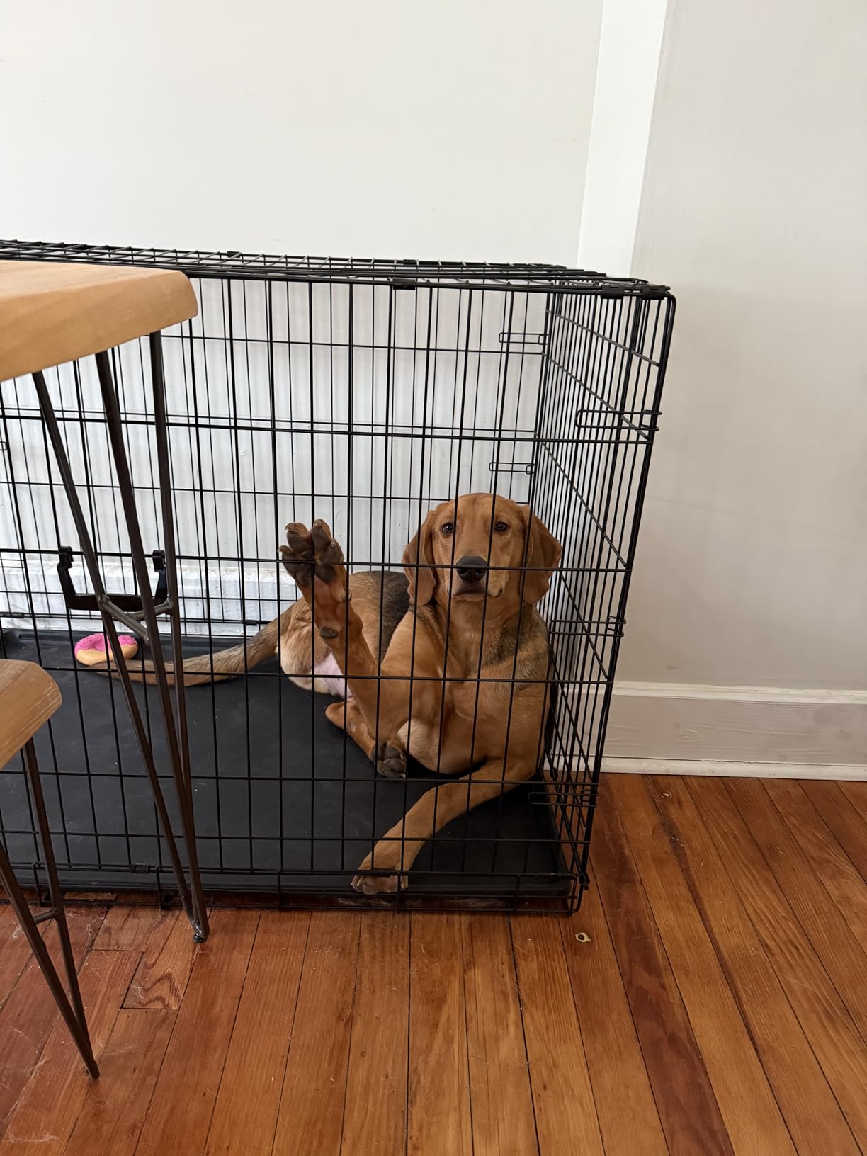 FXW TitanNest Padded Chew-Proof Elevated Dog Bed for Medium Dogs, Easy to Clean, Pre-assembly Raised Cot, Indoor/Outdoor/Camping, 42 x 27 x 5.0in customer photo 2