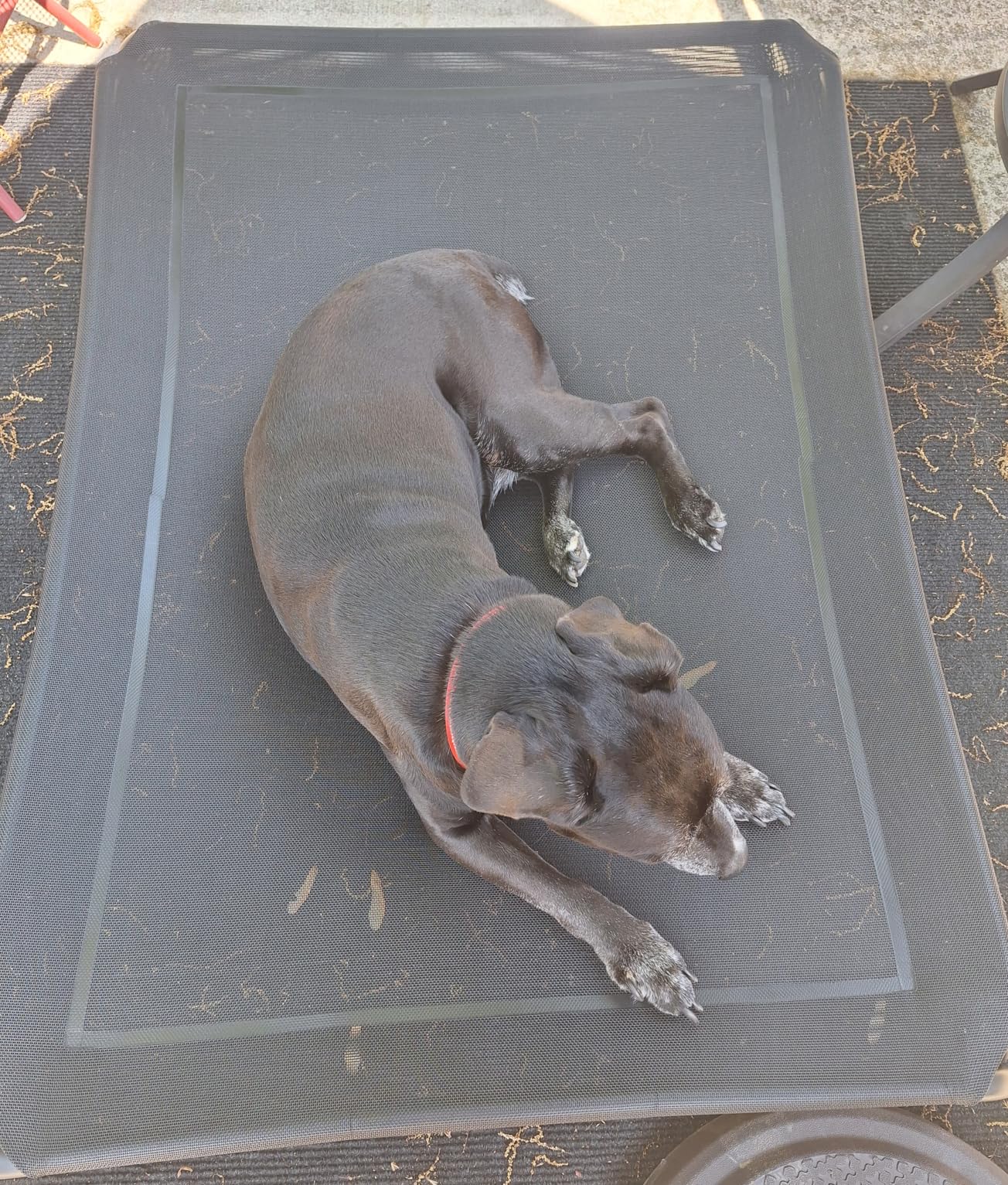 Elevated Dog Bed Raised Outdoor Dog Cot for Large Dogs, Installation Requires No Tools, Frame with Washable Cooling Breathable Mesh Anti-Slip Feet, Indoor Pet Bed, Black, 43.3 Inches customer photo 2